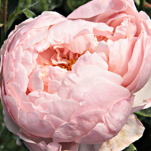 Spletna trgovina vrtnice - Angleška vrtnica - roza - Rosa Auswonder - Vrtnica intenzivnega vonja - David Austin - Razcveteni cvetni listi imajo školjkasro obliko.